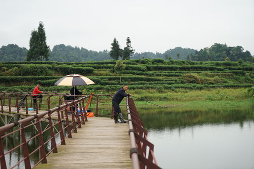 成都周邊最美的古風(fēng)休閑度假地,山美水美茶香四溢