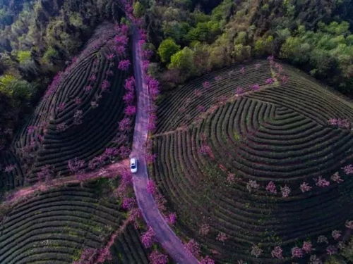 湄潭象山櫻花茶園 美茶園產(chǎn)美茶