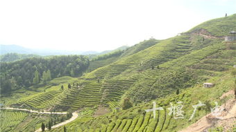 慕茗土關埡 醉美茶香游 將于4月20日開幕