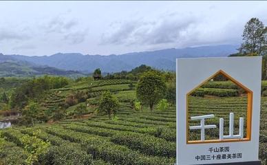 首屆陜西網(wǎng)上茶博會走進"天府之國"漢中