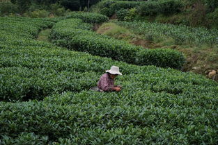 成都周邊最美的古風休閑度假地,山美水美茶香四溢