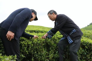 華夏沃土 西秀春,等你來打卡醉美茶旅