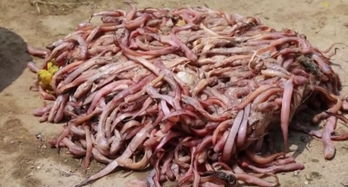 夏日平陽,美酒 美味 美茶