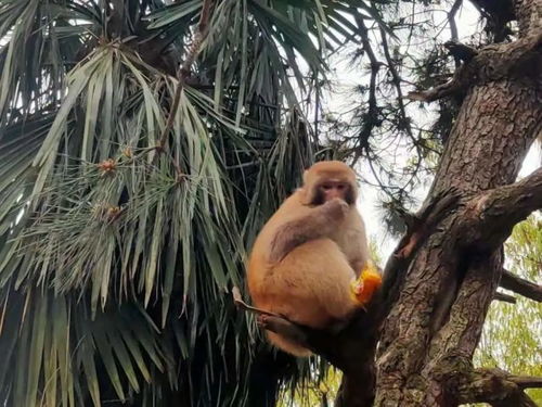 信陽(yáng)山水,醉美茶香 跟著酒祖杜康小封壇赴一場(chǎng)采茶品酒之旅