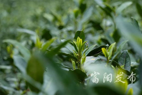 富陽春茶飄香 新鮮上市正式開采