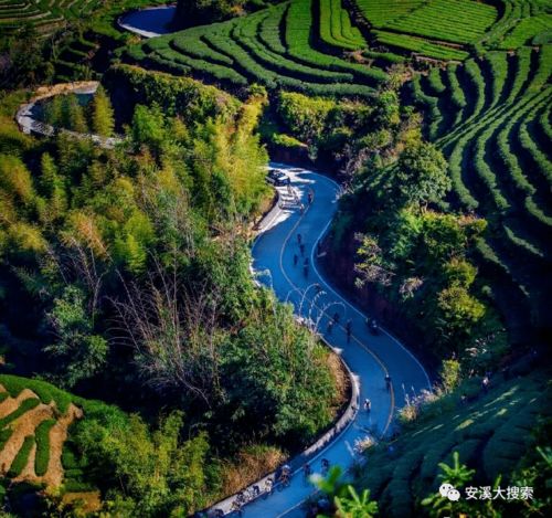 安溪醉美茶香路，是不是你家門口那條路？